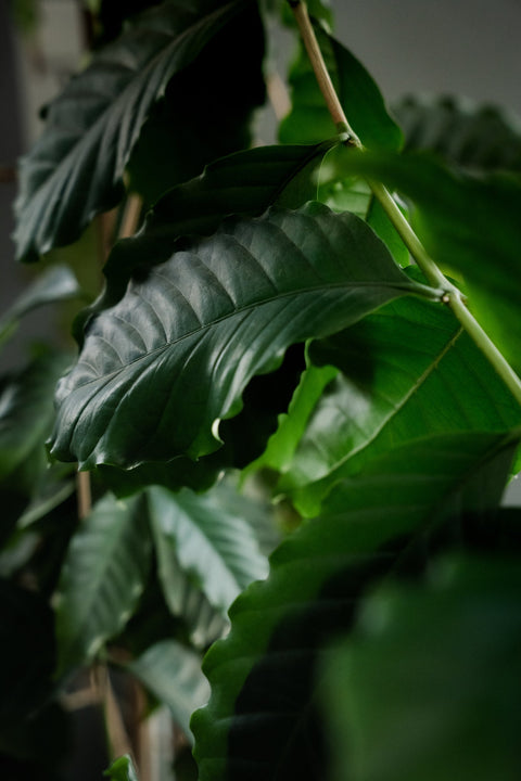 Arabica vs. Robusta: What's the Difference?